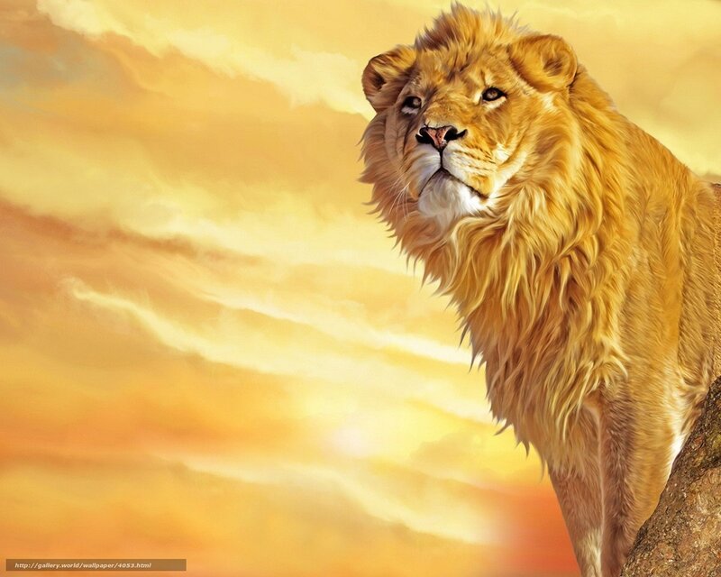 lion at sunset