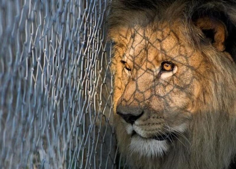 lion behind a fence