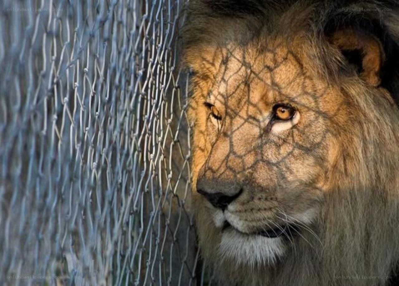 lion behind a fence