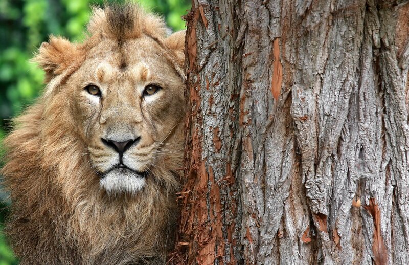 Lion Behind Tree