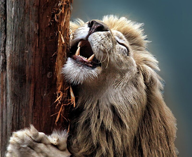 Lion Biting Wood