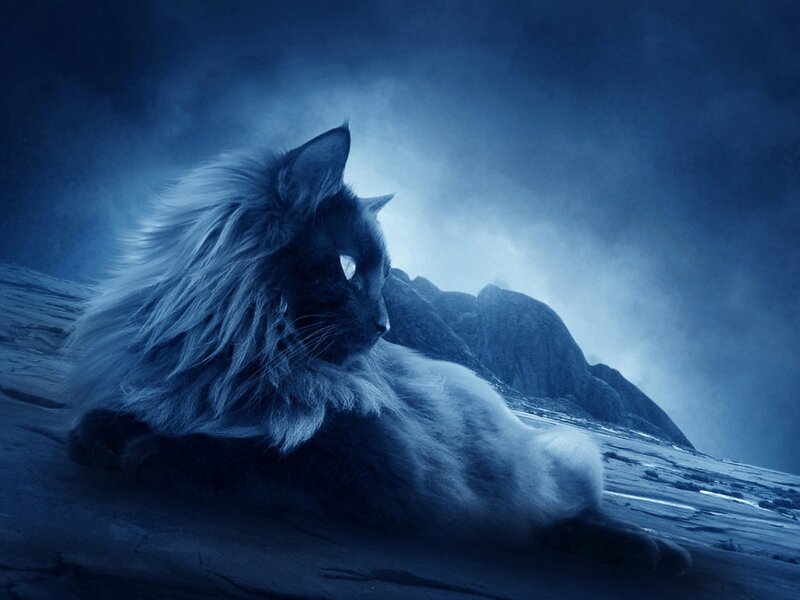 Lion cat on mountain