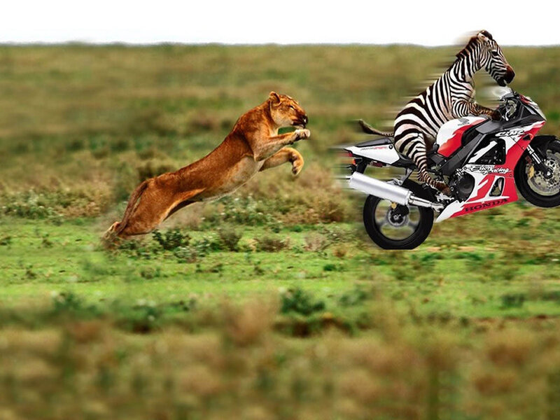 Lion Chasing Zebra