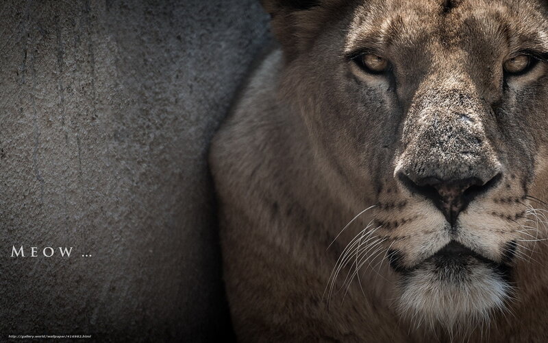 lion close-up portrait