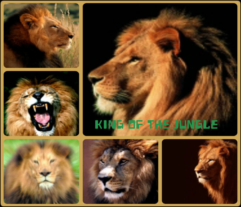 Lion Collage