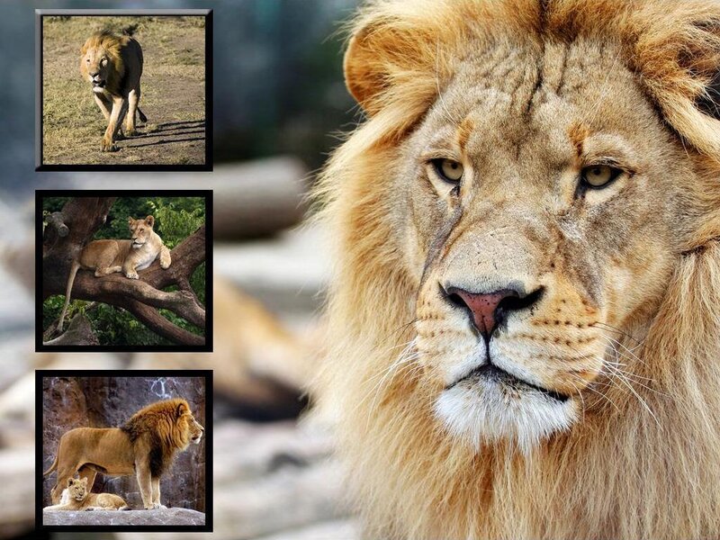 Lion collage with close-up