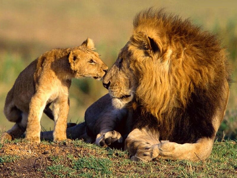 Lion Cub and Adult Male Lion