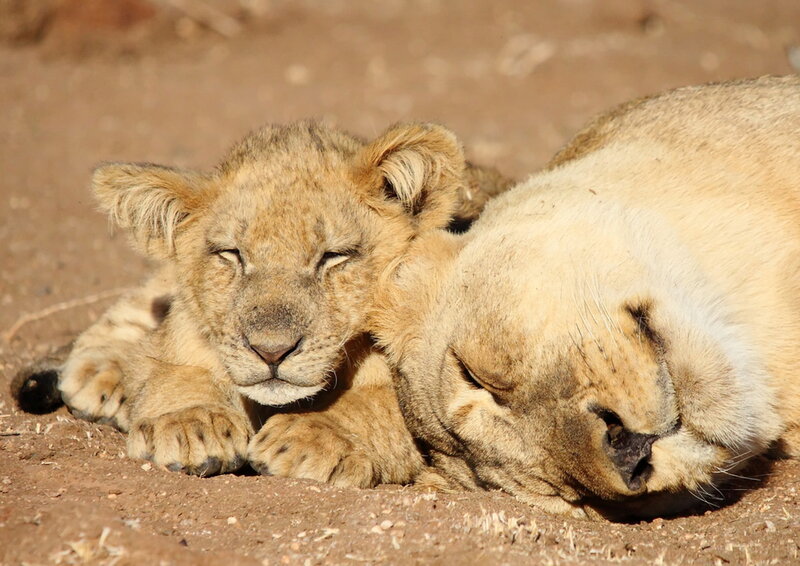 Lion Cub and Lioness