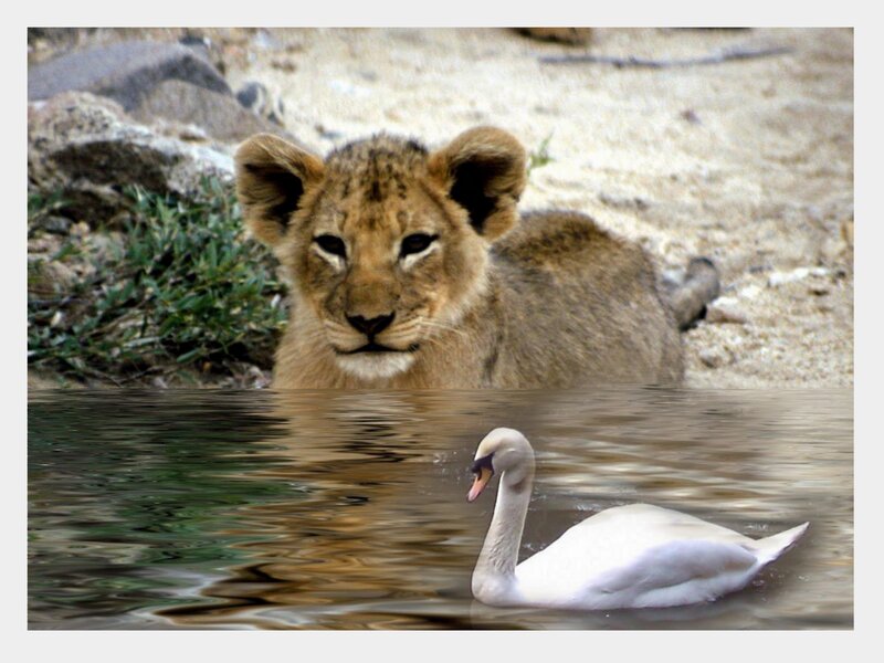 lion cub and swan in water