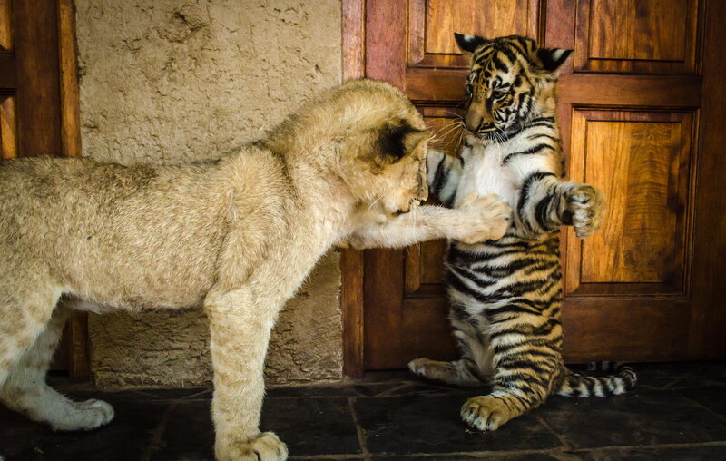 Lion Cub and Tiger Cub — Brown, Playful