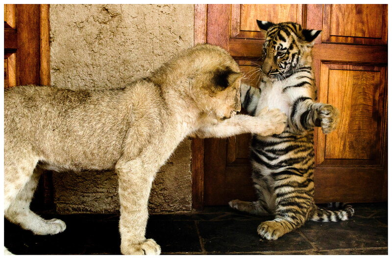 Lion Cub and Tiger Cub — Brown