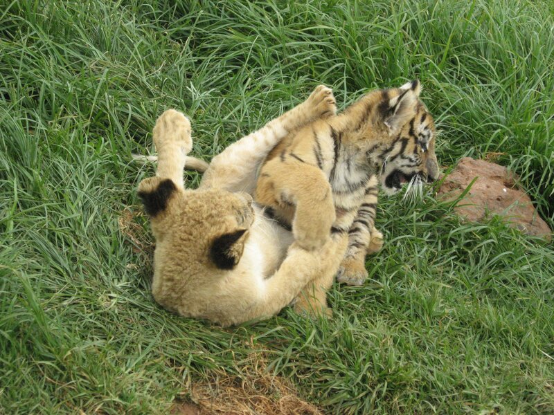 Lion Cub and Tiger Cub