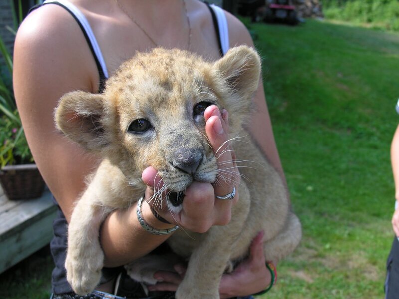 Lion Cub Being Held