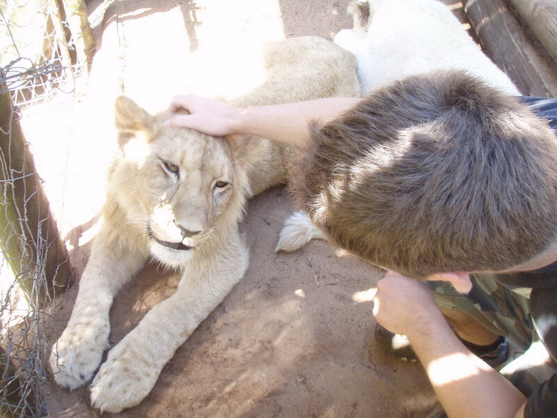 Lion Cub Being Petted