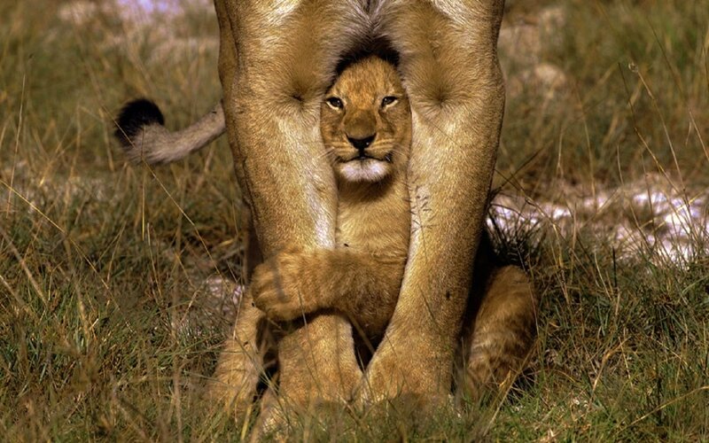 Lion Cub Between Legs