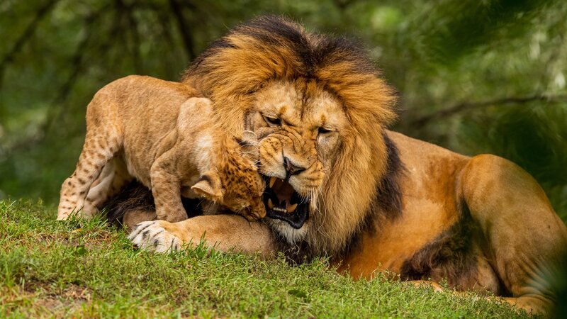 Lion Cub Biting Lion