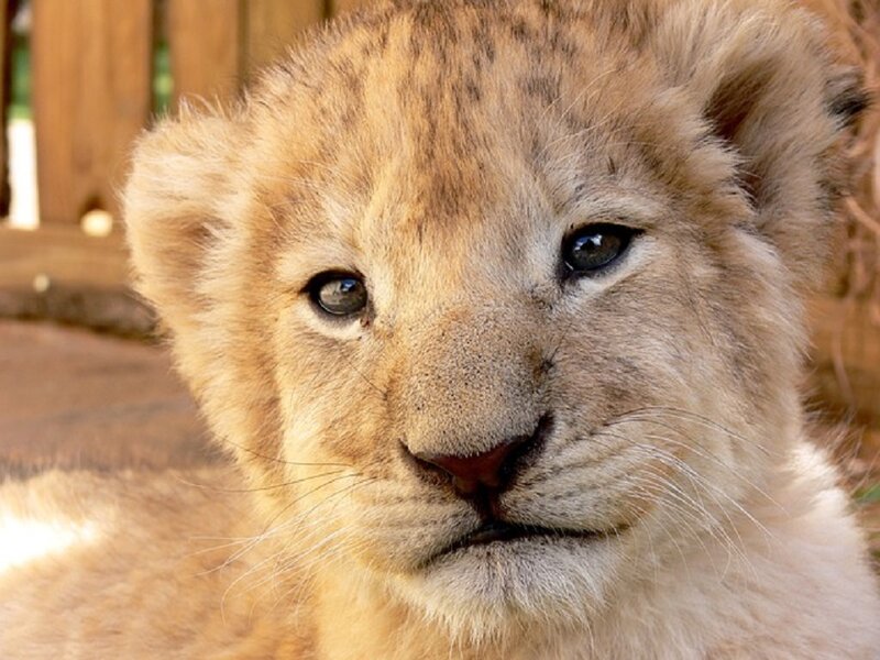 Lion Cub — Brown, Calm, Afternoon