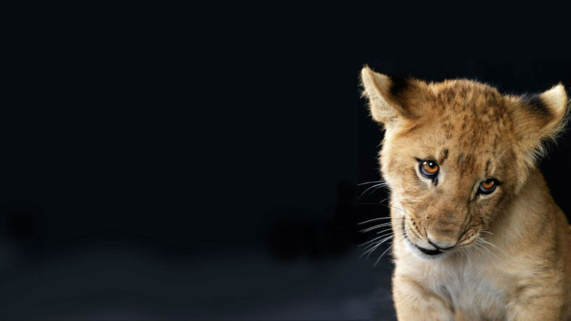 Lion Cub — Brown, Dramatic
