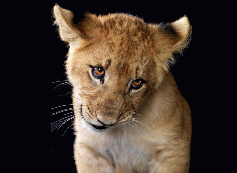 Lion Cub — Brown, Intense