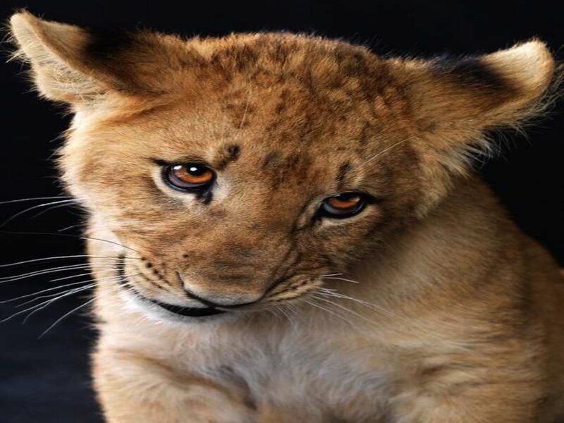 Lion Cub — Brown