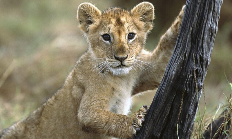 Lion Cub Climbing
