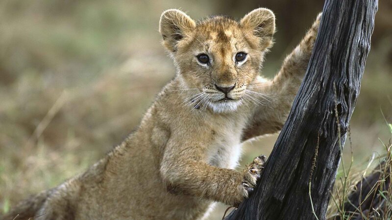 lion cub climbing tree