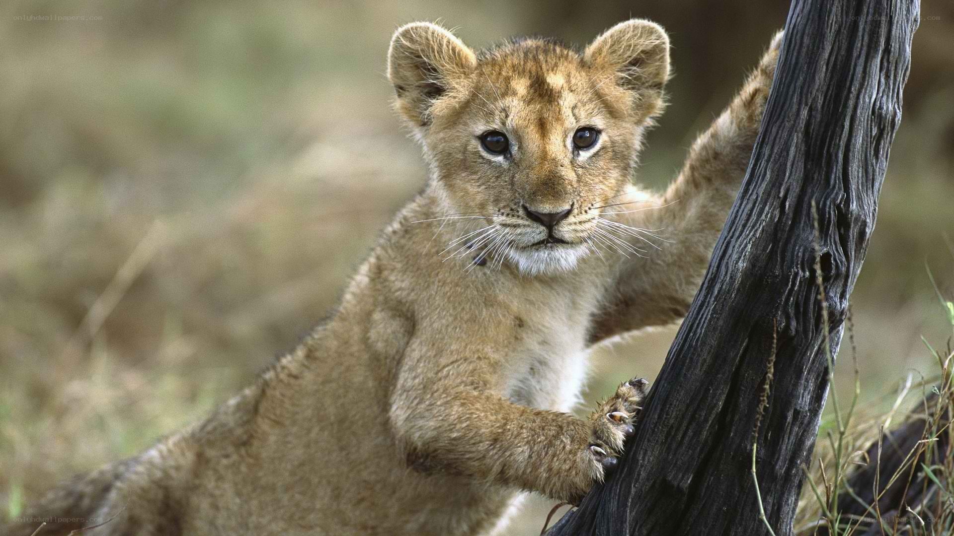 lion cub climbing tree