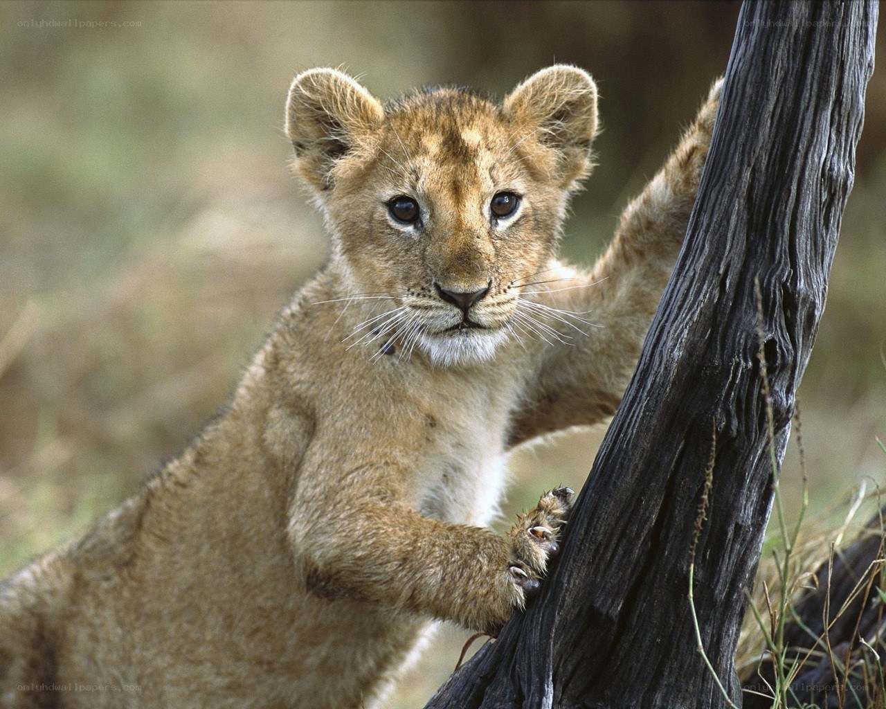 Lion cub climbing tree