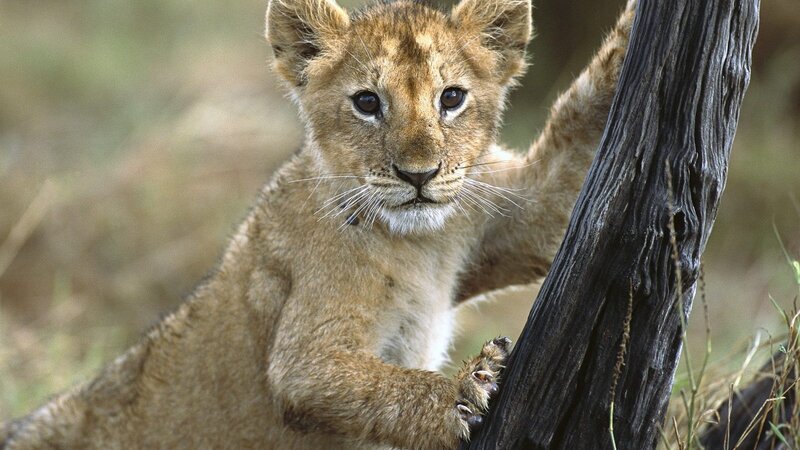 lion cub climbing tree