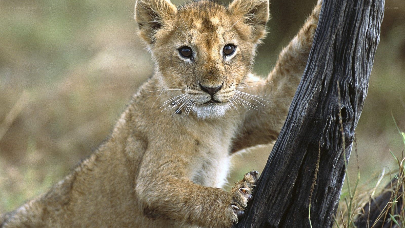 lion cub climbing tree