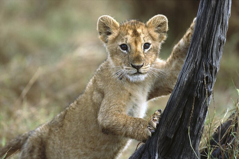 lion cub climbing tree