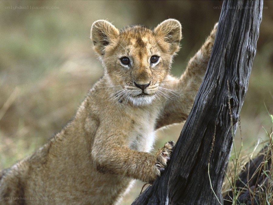 lion cub climbing tree