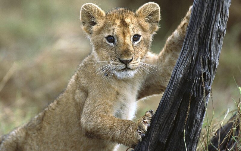Lion Cub Climbing Tree — Afternoon