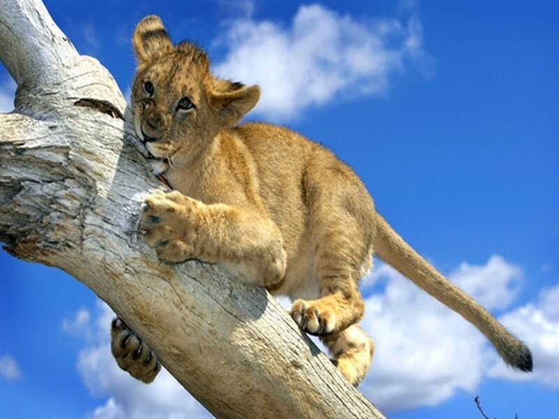 Lion Cub Climbing Tree — Blue