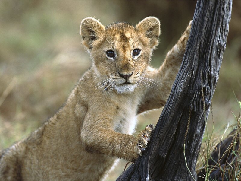 Lion Cub Climbing Tree — Brown, Curious, Afternoon, Photograph