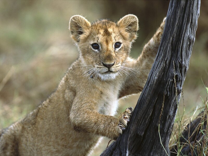 Lion Cub Climbing Tree — Brown, Curious, Afternoon