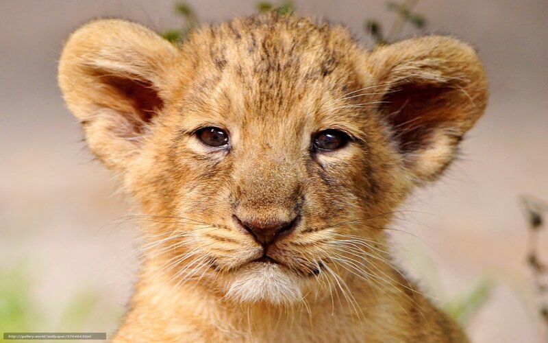 Lion Cub Close-up