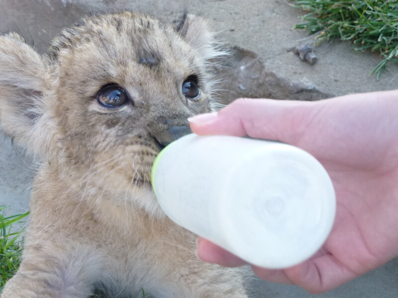 Lion Cub Drinking Milk