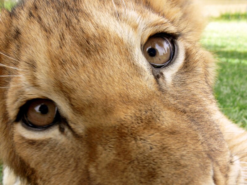 Lion Cub Face — Brown, Calm, Afternoon