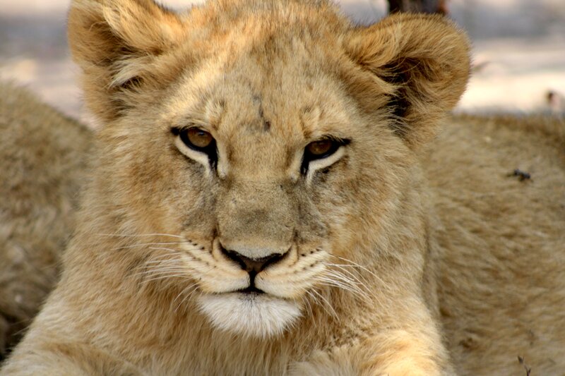 Lion Cub Face — Brown, Calm, Photograph