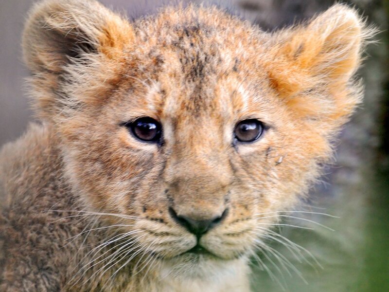 Lion Cub Face — Brown, Calm