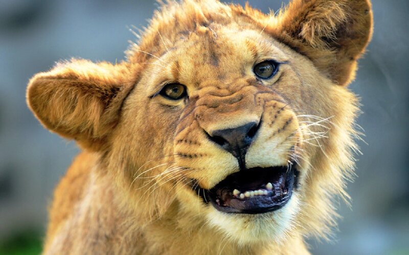 Lion Cub Face — Brown, Intense, Photograph
