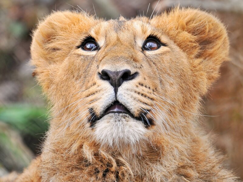 Lion Cub Face — Brown
