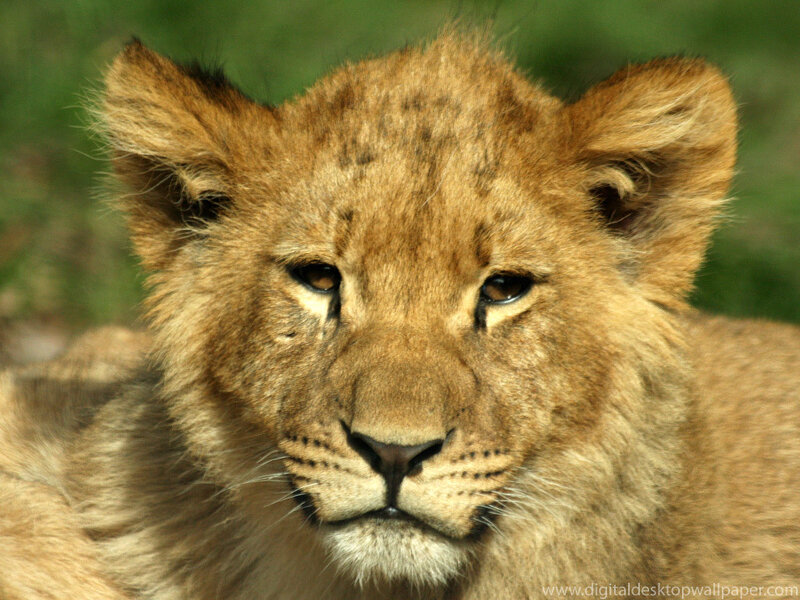 Lion Cub Face
