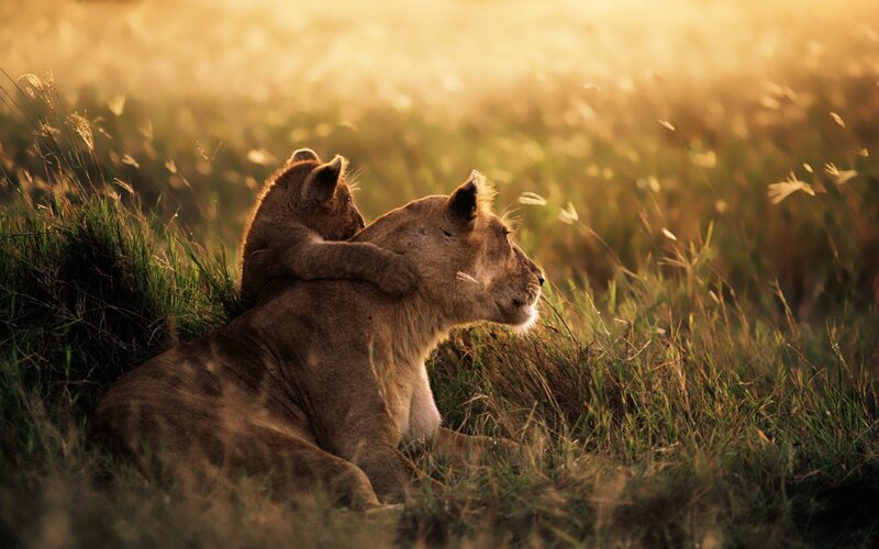 Lion Cub Hugging Lioness — Golden