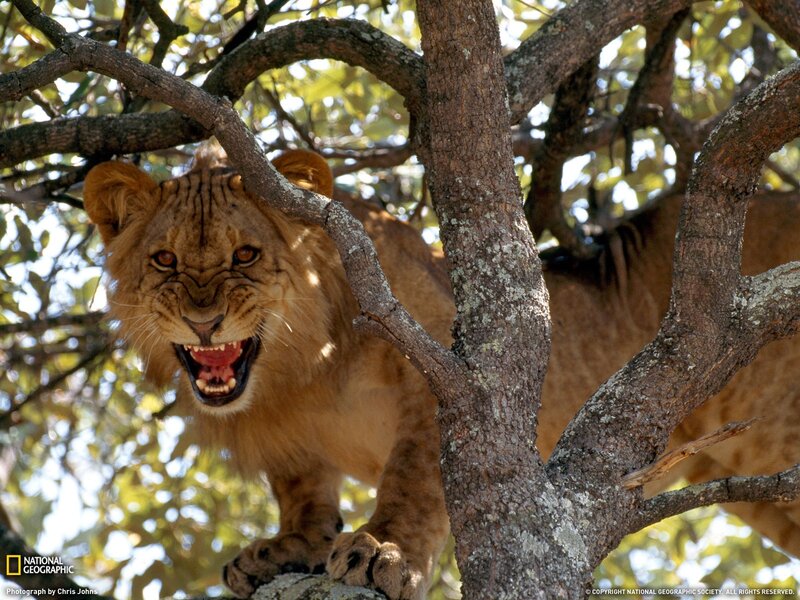 Lion cub in a tree