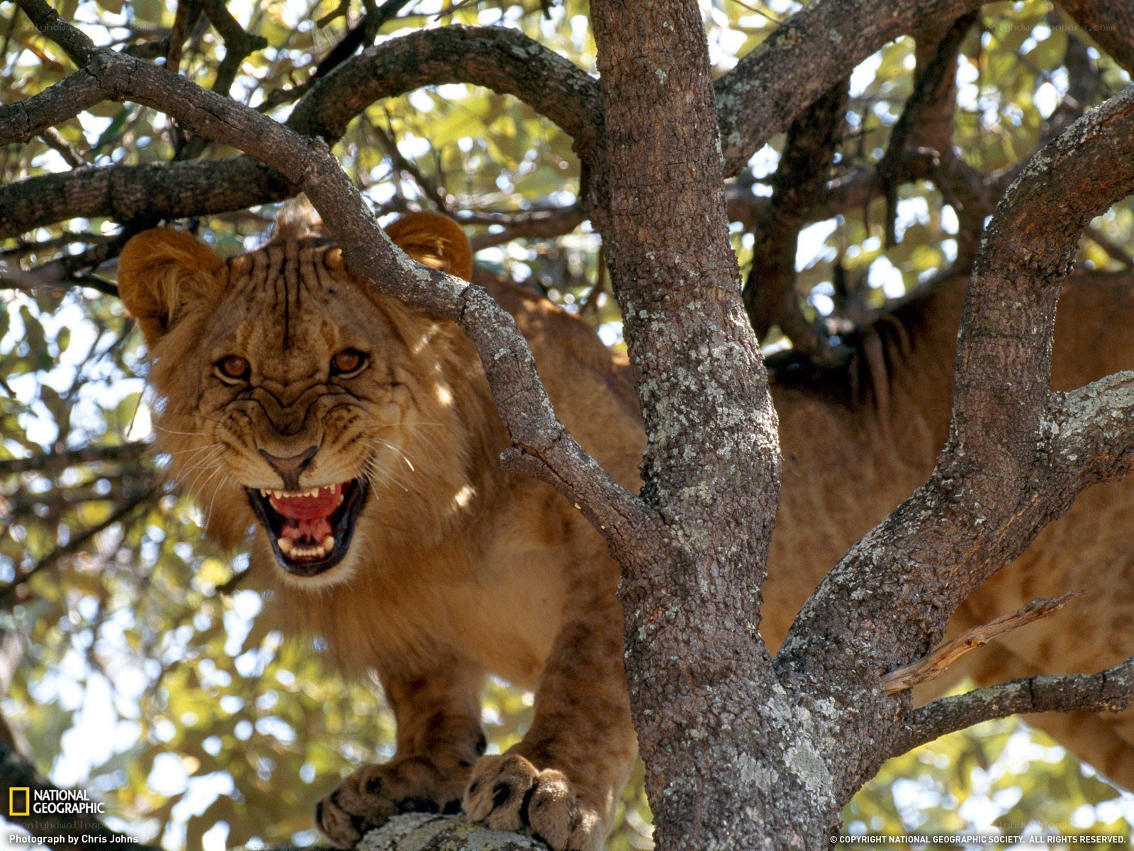 Lion cub in a tree