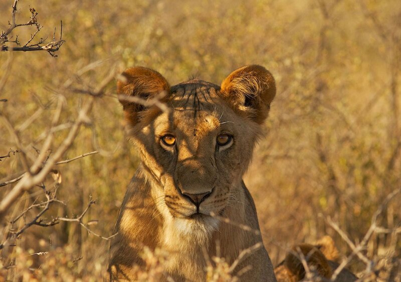 Lion Cub in Bush