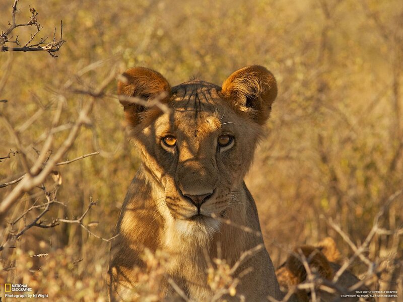 Lion Cub in Bushes