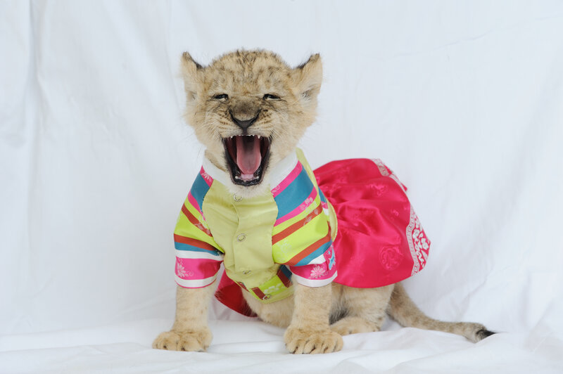 lion cub in colorful clothes